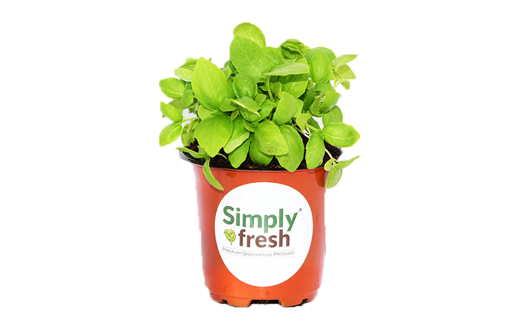 Simply Fresh Green Basil-PP    Box  1 pcs